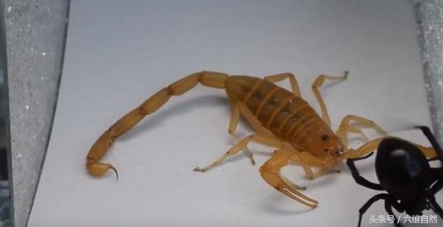 蜘蛛的天敌是什么，臭虫的天敌是什么（金蝎见到黑寡妇蜘蛛的表现令人失望）