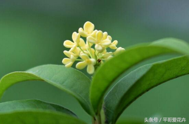 桂花的花语和寓意，荷花的花语和寓意（10种象征死亡之恋的花）