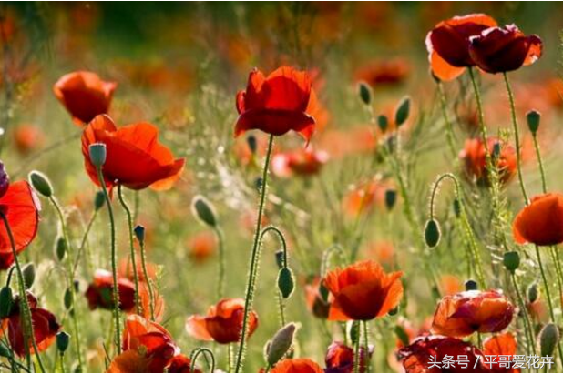 桂花的花语和寓意，荷花的花语和寓意（10种象征死亡之恋的花）