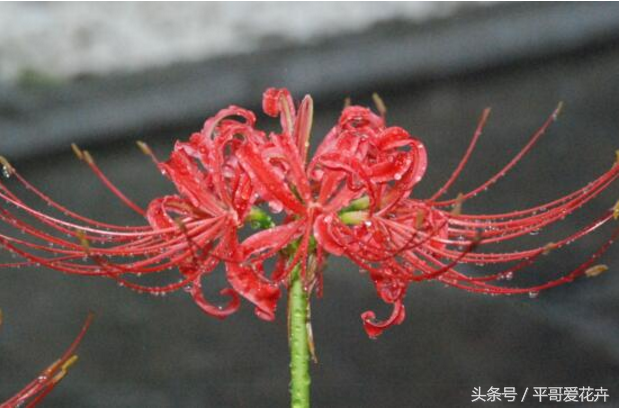 桂花的花语和寓意，荷花的花语和寓意（10种象征死亡之恋的花）