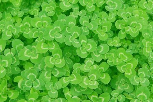 什么是三文草，草什么三什么（三叶草和雯心草，你混淆了吗）