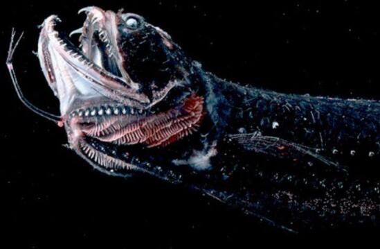 viperfish蝰鱼图片
