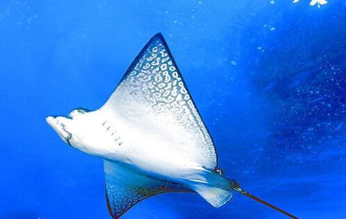 毒蛇鱼，世界上最危险的鱼（毒蛇鱼在哪钓）