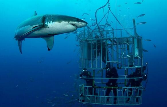 毒蛇鱼，世界上最危险的鱼（毒蛇鱼在哪钓）