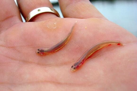 毒蛇鱼，世界上最危险的鱼（毒蛇鱼在哪钓）