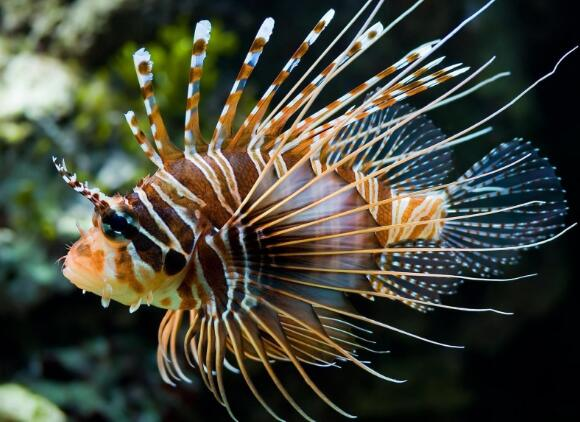 毒蛇鱼，世界上最危险的鱼（毒蛇鱼在哪钓）