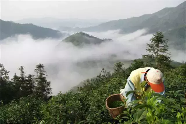 安徽黄山有哪些旅游攻略，这可能是有史以来最全的黄山旅游攻略——来自当地土著的攻略