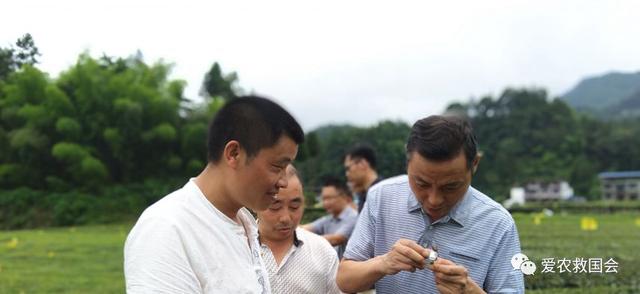 蓟马与茶黄螨危害区分及防治方法，茶黄蓟马图片（茶黄蓟马的空间分布格局）