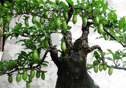 金弹子，一种“金弹子”比玉树马齿苋更有价值（金弹子是什么植物）