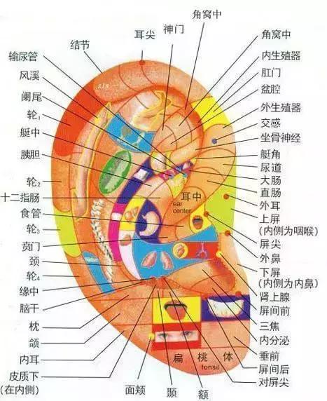 怎么补肾最好最快，男女通用的、最简单、实用的补肾方法