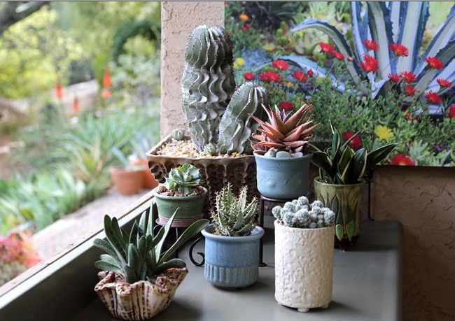 布迪椰子盆栽，布迪椰子北方种植（别墅花园设计中花卉的养护与繁殖）