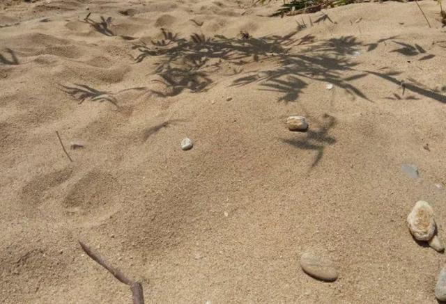 麦饭石是什么材料，麦饭石炒锅的骗局（捡这种沙子回来养花）