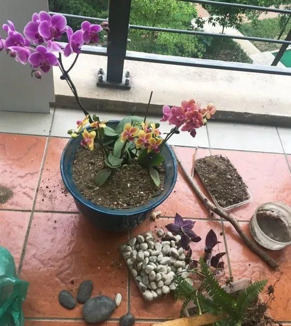 麦饭石是什么材料，麦饭石炒锅的骗局（捡这种沙子回来养花）