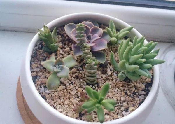 麦饭石是什么材料，麦饭石炒锅的骗局（捡这种沙子回来养花）