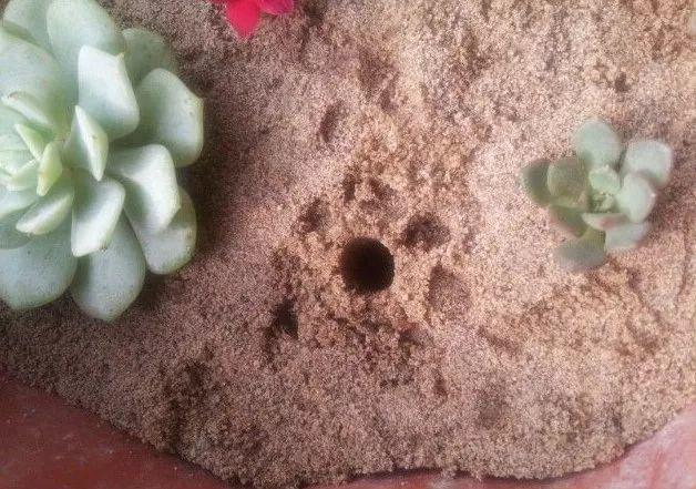 麦饭石是什么材料，麦饭石炒锅的骗局（捡这种沙子回来养花）