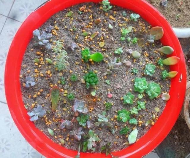 麦饭石是什么材料，麦饭石炒锅的骗局（捡这种沙子回来养花）