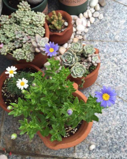 麦饭石是什么材料，麦饭石炒锅的骗局（捡这种沙子回来养花）