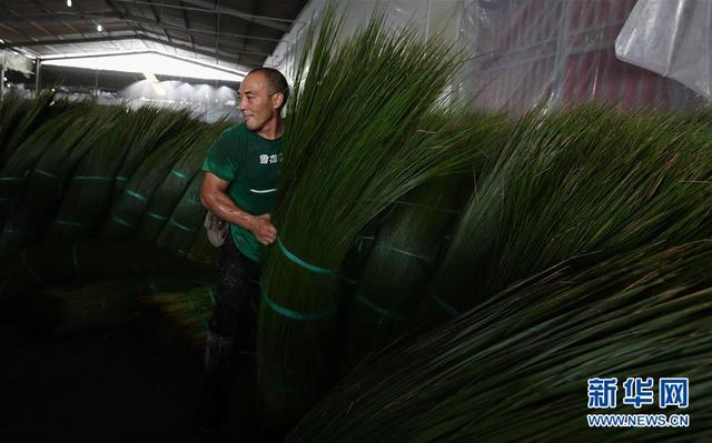 蔺草优点介绍，蔺草种植条件（四川眉山：蔺草“种出”大产业）