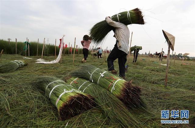 蔺草优点介绍，蔺草种植条件（四川眉山：蔺草“种出”大产业）