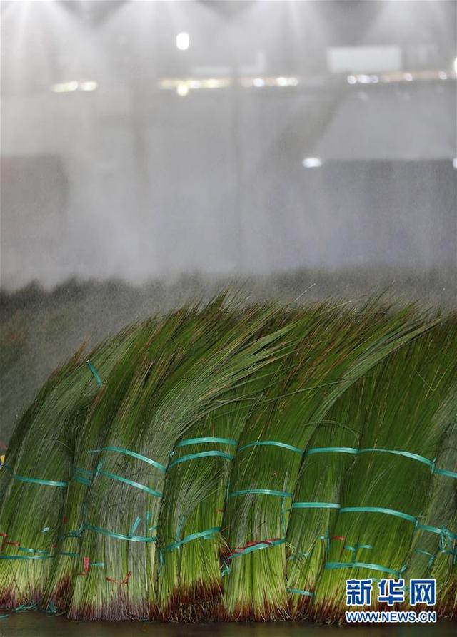 蔺草优点介绍，蔺草种植条件（四川眉山：蔺草“种出”大产业）