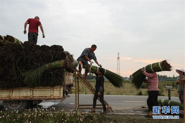 蔺草优点介绍，蔺草种植条件（四川眉山：蔺草“种出”大产业）