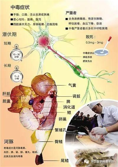 河豚鱼吃下去多久会中毒，中毒有什么症状呢，河豚鱼吃下去多久会中毒（生命诚可贵 何苦拼死吃河豚）