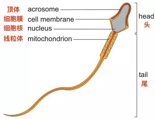 精子——像一支军队那样战斗