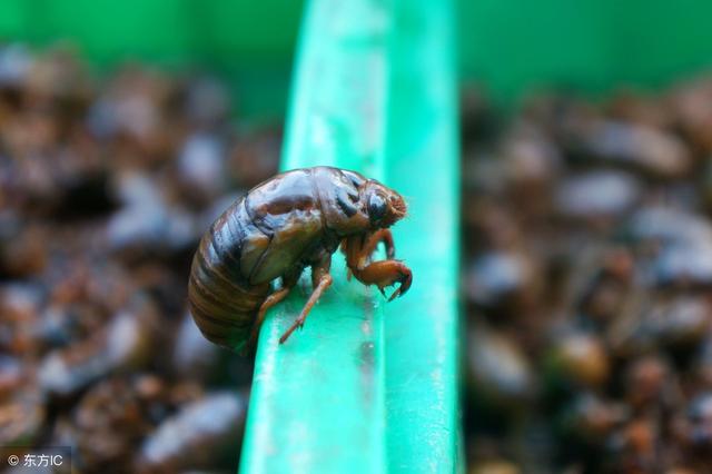 爬猴的学名叫什么，猴子是爬行类（农村常见的金蝉）