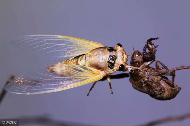 爬猴的学名叫什么，猴子是爬行类（农村常见的金蝉）