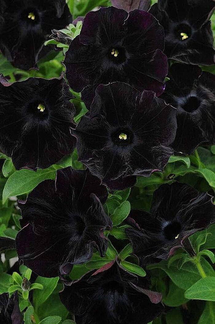 黑鸢尾花语,你见过几种黑色的花 