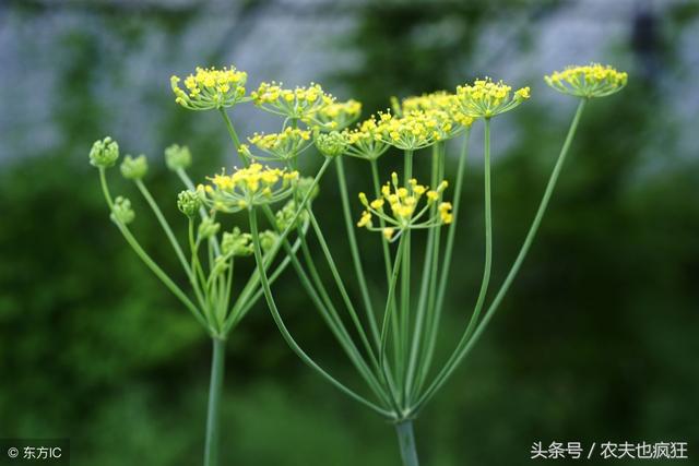 茴香苗的功效与作用，女人吃茴香有什么好处（这种蔬菜名字好听）