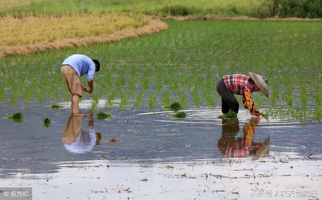 中伏热还是末伏热，中伏最热还是末伏热（农村俗语“热在三伏）