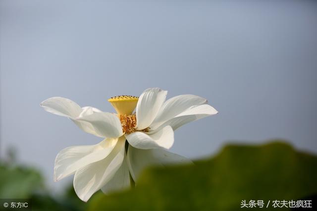 中伏热还是末伏热，中伏最热还是末伏热（农村俗语“热在三伏）