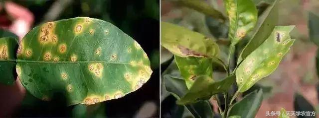 矿物油是什么，矿物油是什么颜色的（一不注意就让果子卖不出去）