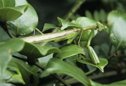 螳螂的种类,它也是全球最善于伪装种类最多的昆虫(螳螂的种类有)