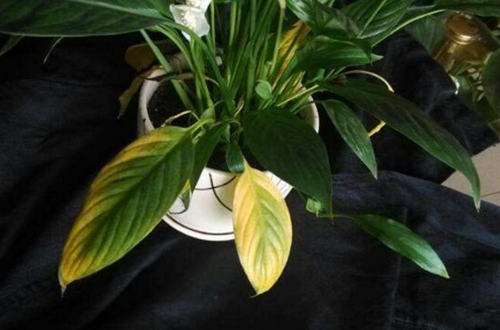 白掌水培叶子黄了怎么办，水培白掌叶子发黄（白掌叶子发黄了，怎么解决）