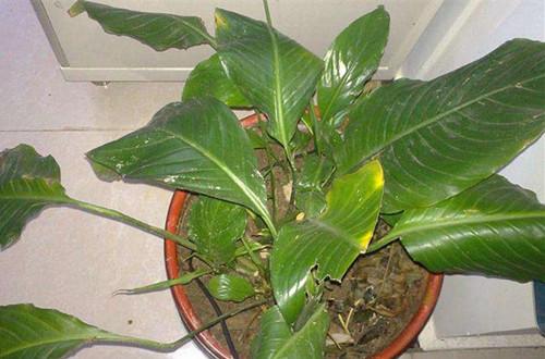 白掌水培叶子黄了怎么办，水培白掌叶子发黄（白掌叶子发黄了，怎么解决）