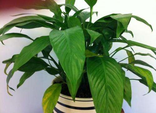 白掌水培叶子黄了怎么办，水培白掌叶子发黄（白掌叶子发黄了，怎么解决）