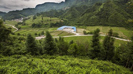 野生莓茶的功效与作用，张家界莓茶 健康的法宝