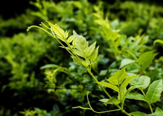 野生莓茶的功效与作用，张家界莓茶 健康的法宝