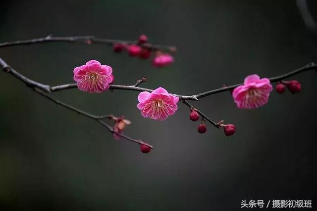 光圈和景深的关系，单反拍照光圈与景深的关系（景深和它的决定因素）