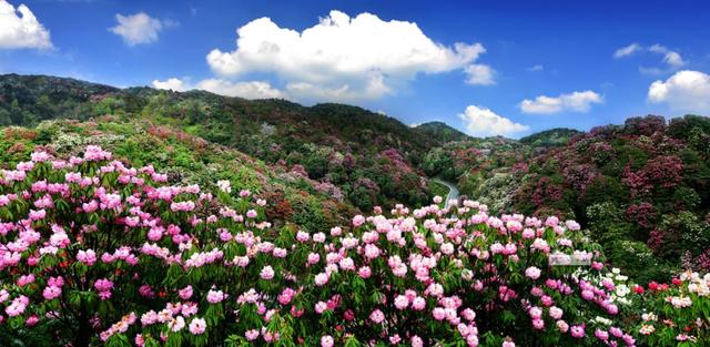 杜鹃花的花语是什么意思呢，杜鹃花要开了......