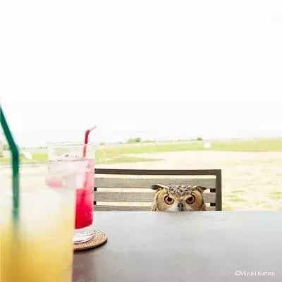  角鸮与猫头鹰有什么区别，竟养了只可爱又软乎乎的猛禽当宠物 