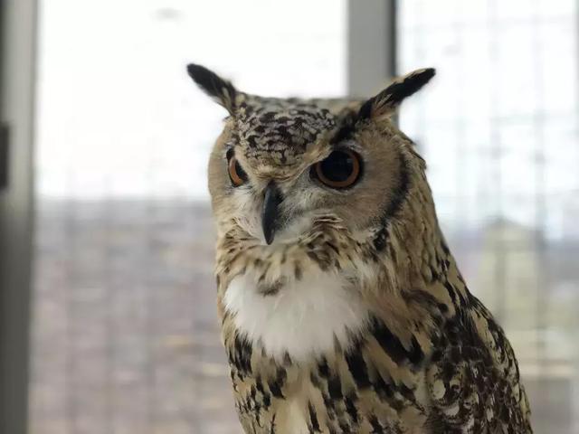  角鸮与猫头鹰有什么区别，竟养了只可爱又软乎乎的猛禽当宠物 
