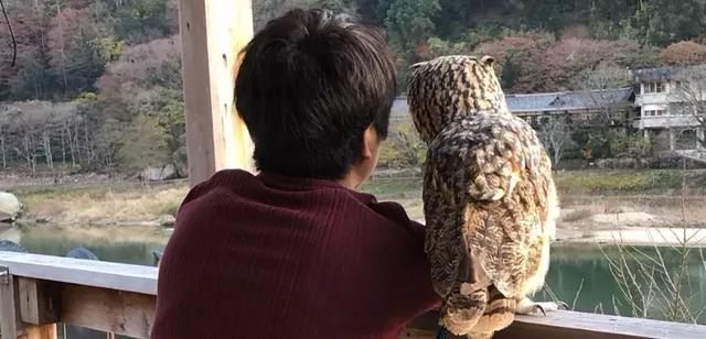  角鸮与猫头鹰有什么区别，竟养了只可爱又软乎乎的猛禽当宠物 