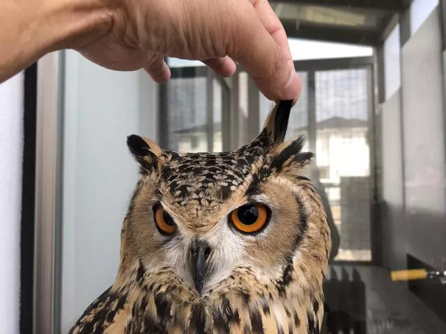  角鸮与猫头鹰有什么区别，竟养了只可爱又软乎乎的猛禽当宠物 