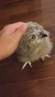  角鸮与猫头鹰有什么区别，竟养了只可爱又软乎乎的猛禽当宠物 