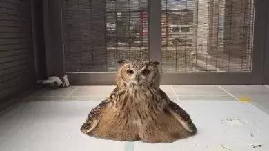  角鸮与猫头鹰有什么区别，竟养了只可爱又软乎乎的猛禽当宠物 