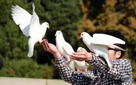 燕子进屋来有什么兆头，燕子代表什么象征意义（会给你家带来不好之兆）