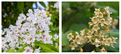 果实不同楸树自花不孕,往往开花而不结实,一旦结果,果长如蒜苔,果期6